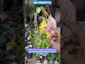 Mind Blowing Cat's Claw Creeper or Dolichandra #shorts #price
