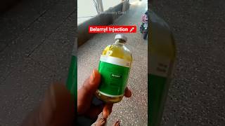 Belamyl Injection in Cattle 💉 Multivitamin Injection #veterinarymedicine #bcomplex #shorts