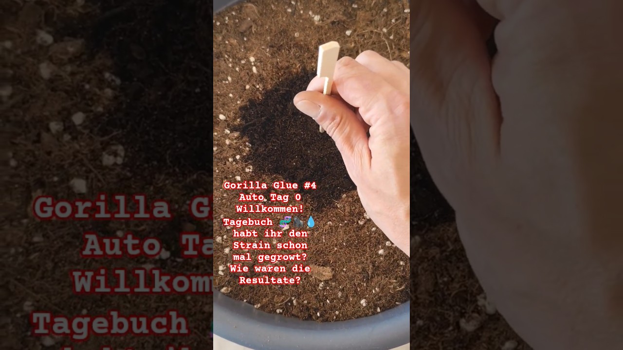 Gorilla Glue Auto 🌱 Keimung & Einpflanzen 