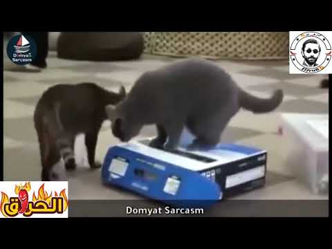 قط دمياطي لفته اقوي تجميعه هتدمع من كتر الضحك 