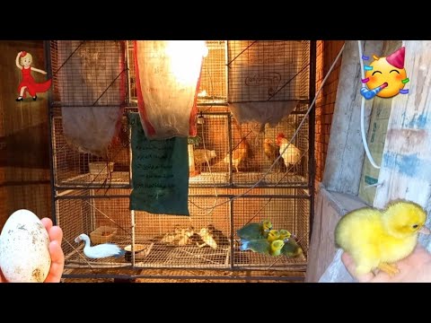 زغرطي يا انشراح اللي جاي احسن من اللي راح