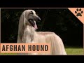 Afghan Hound - Dog Breed Information の動画、YouTube動画。