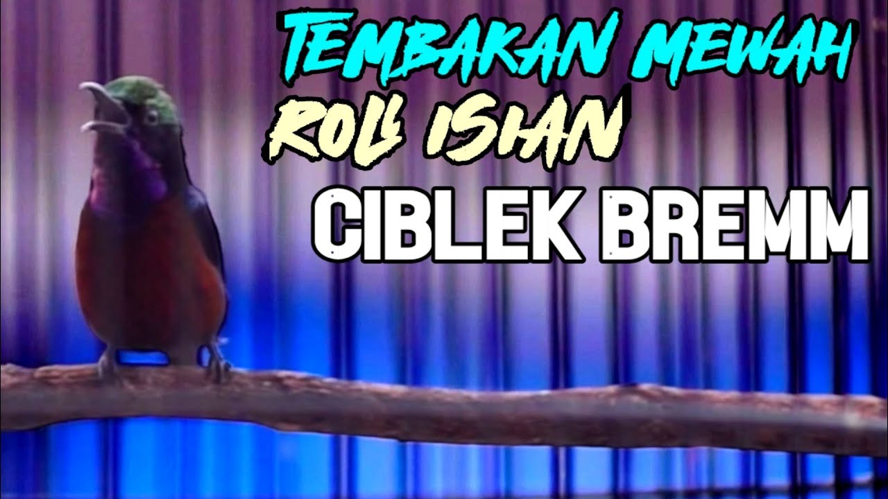 KONIN GACOR MATERI CIBLEK BREM 100% AMPUH BUAT MASTERAN AGAR LANGSUNG NEMBAK NEMBAK