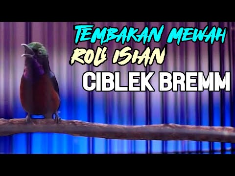 KONIN ISIAN CIBLEK ! COCOK UNTUK MASTERAN KOLIBRI NINJA BAHAN IJOAN AGAR NEMBAK BREN PANJANG