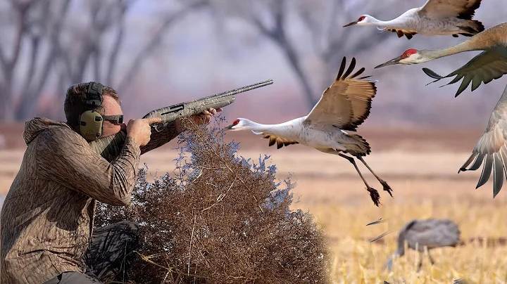 Hunting Sandhill Cranes in Oklahoma *RibEye of the...