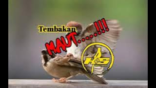 Masteran burung gereja jernih//lengkap dengan jeda