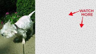 Golden Retriever Dog Always Interrupts Mom's Workouts | The Dodo