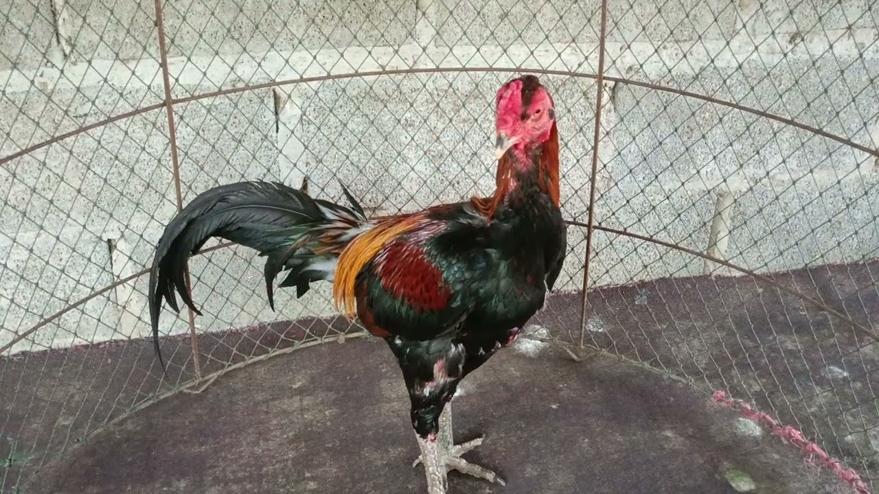 ไก่พม่าหัวจุก