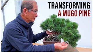 Mugo Pine Bonsai Transformation