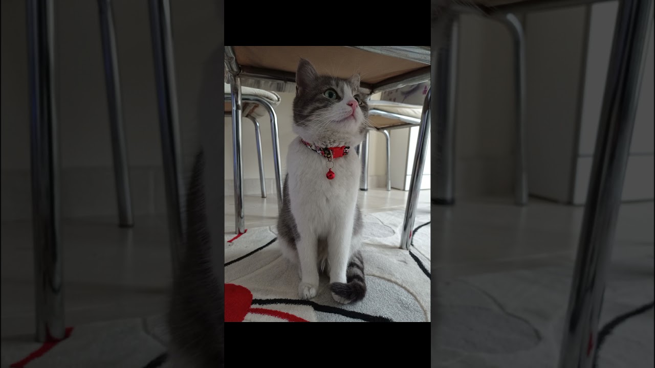 Our MollyCat😍❣️