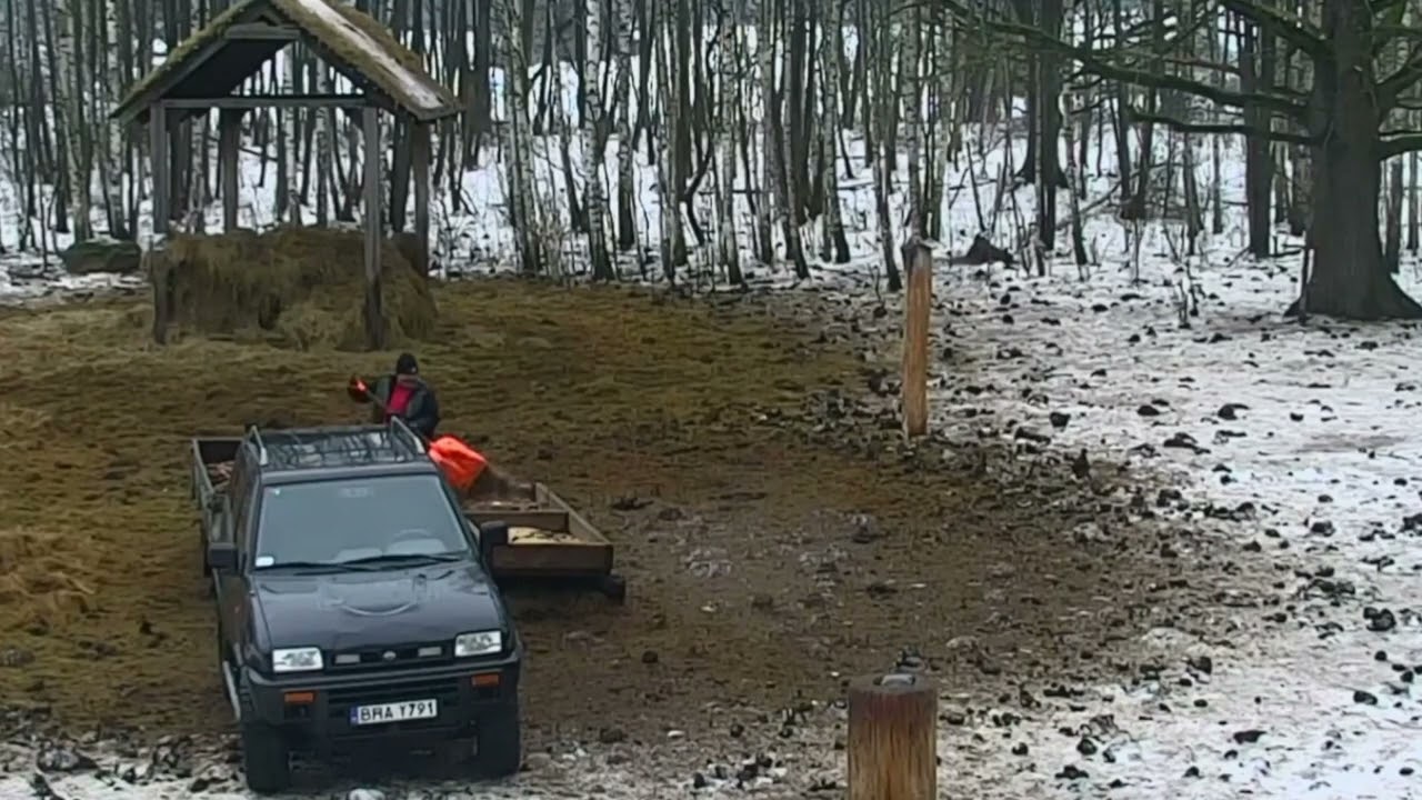 Kolejne uzupełnianie karmy w korycie na polanie i stado żubrów 13.02.2026 r