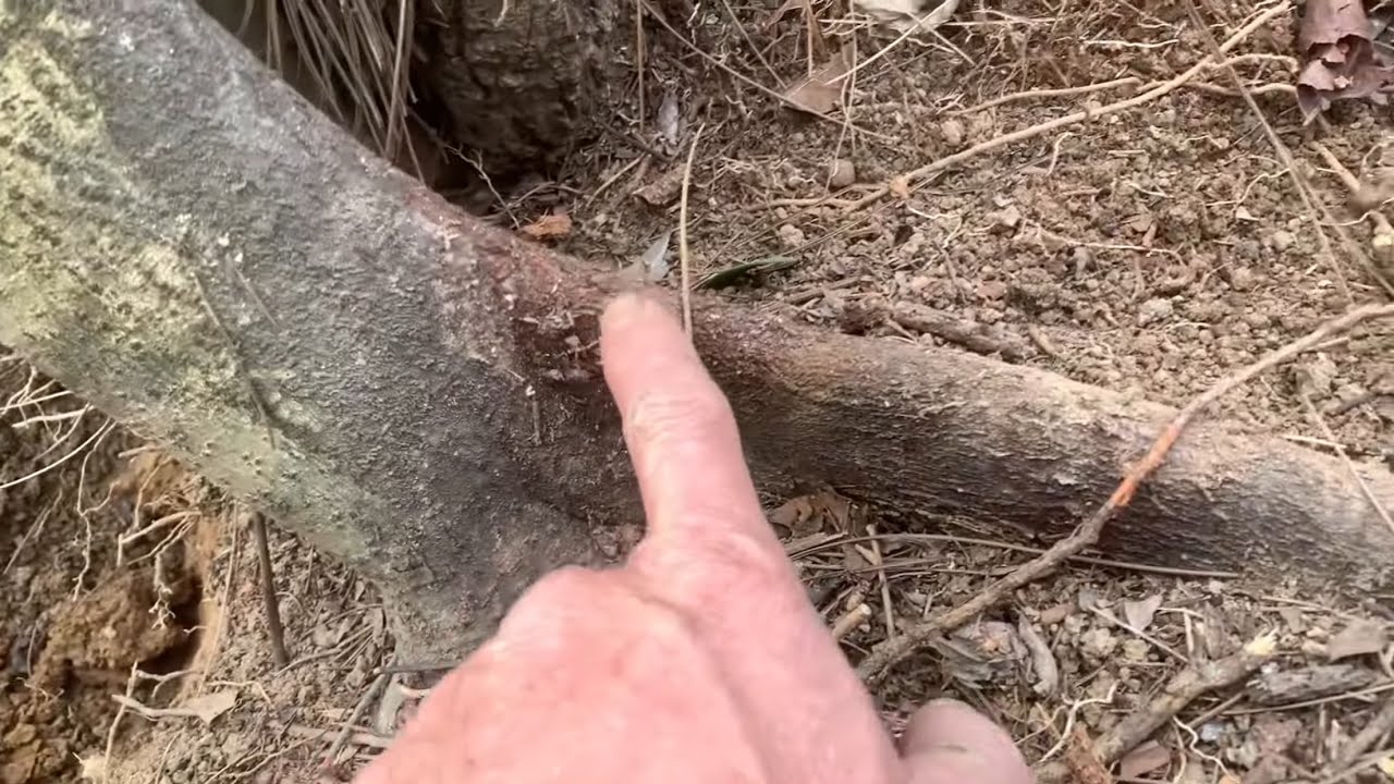 Bảo tồn cây Đào bánh xe rừng p1 sđt 0793215680