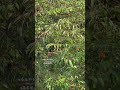 Fig tree pride today all 5 together  #lionlover #saveanimals #justice... #lion