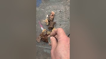 What can I find in another tree (2nd) root system. Video 3