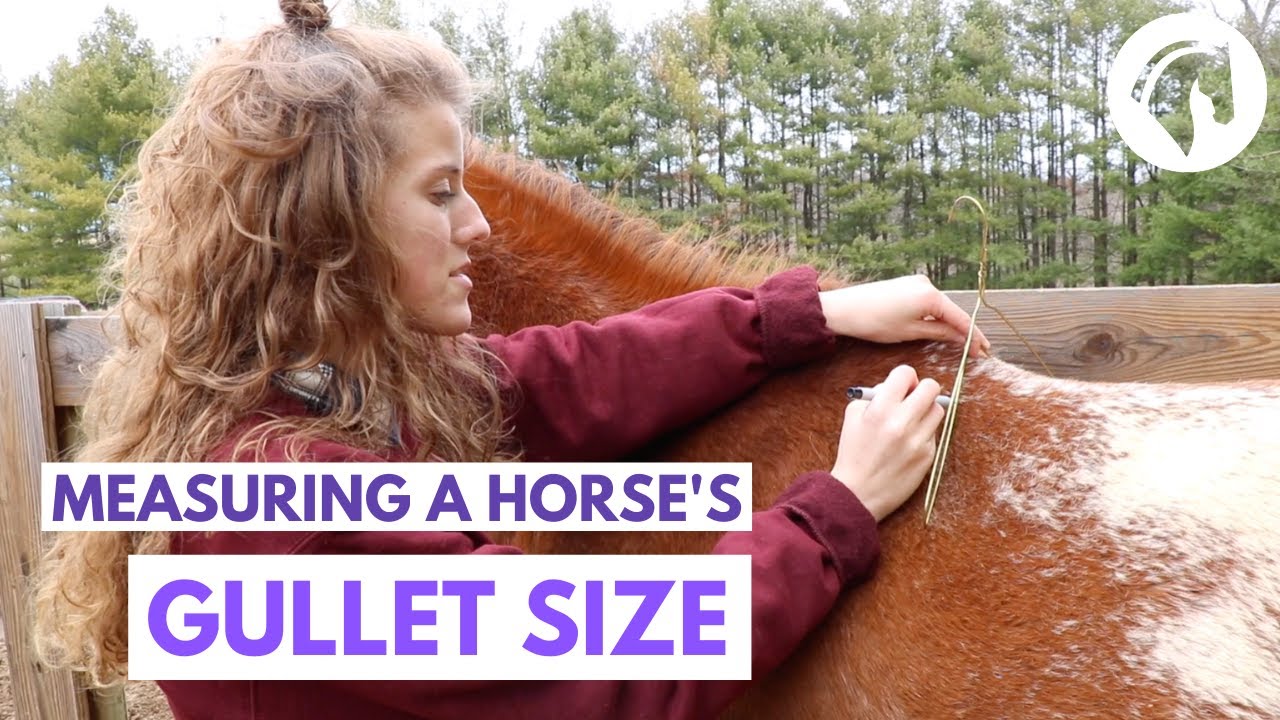 How to Measure a Horse’s Gullet Size (Without Special