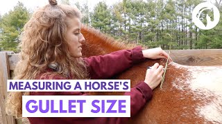 How to Measure a Horse’s Gullet Size (Without Special Tools)
