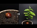 Chestnut growing from seed time lapse  35 days timelapse chestnut growing