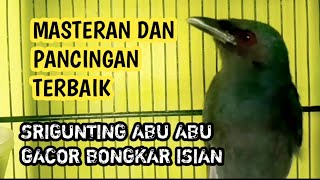 SUARA SRIGUNTING KELABU MATA MERAH GACOR FULL ISIAN