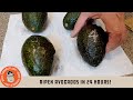 Ripen avocados in 24 hours