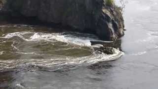 Reversing Falls   St  John, NB, Bay of Fundy