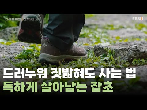 드러누워 짓밟혀도 꺾이지 않는 잡초의 영리한 생존 전략ㅣ#다큐프라임