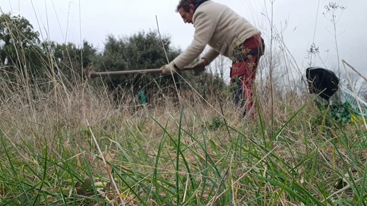 Siembro castaño y nogal. Huerto en casa y parcela en maestro del monte.