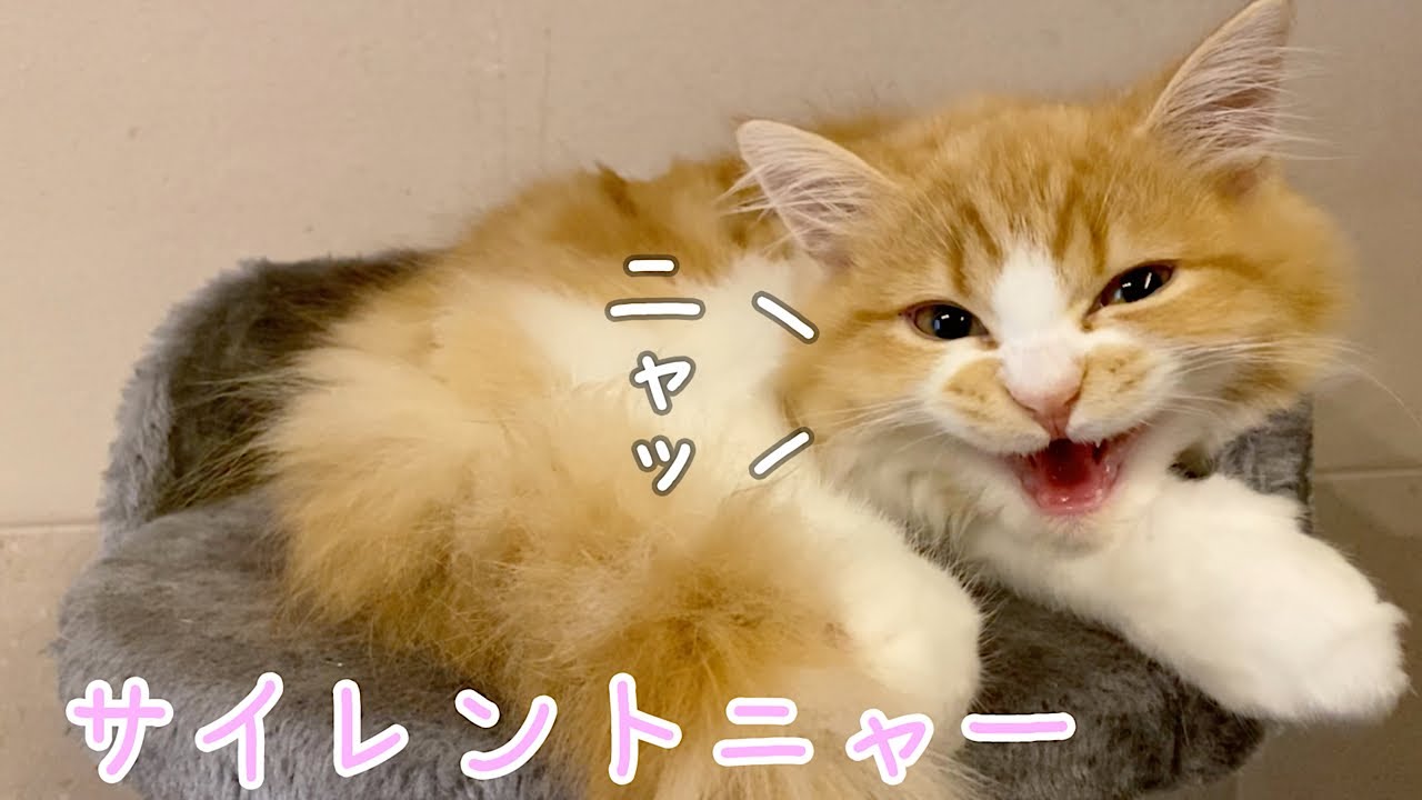 猫の鳴き声】子猫のサイレントニャーが可愛すぎる…！ - YouTube