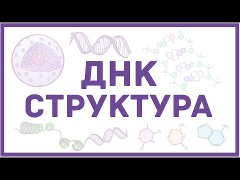 Биология| Подготовка к ЕГЭ. Нервная клетка