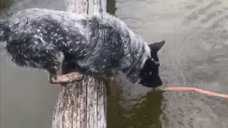 Bandits Summer | Australian Cattle Dogs by Johnson's Heelers 158 views 1 year ago 6 minutes, 50 seconds