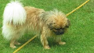 Finlay the Tibetan Spaniel and the hose by Carlton Hall 136 views 5 years ago 2 minutes, 1 second