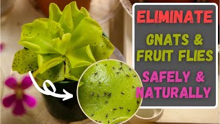 Carnivorous Plant That Kills Fruit Flies & Fungus Gnats Effectively, Naturally and Safely!