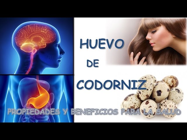cuantos huevos se pueden comer a la semana un adulto cuantos huevos se pueden comer a la semana un adulto