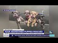 Las Vegas shelter seeks foster families for puppies abandoned on sidewalk