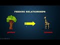 Feeding Relationships Part 1