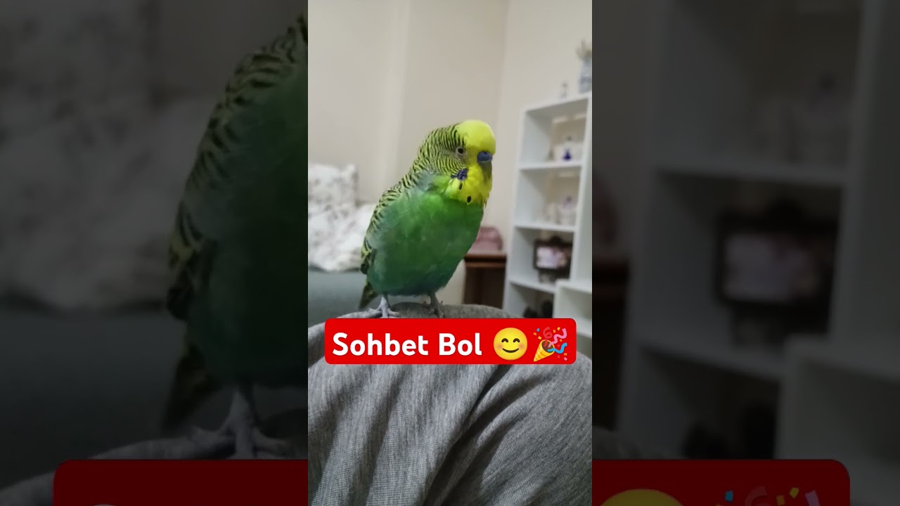 Bol Sohbet 😊 #muhabbetkuşufıstık #birds #muhabbetkuslari #muhabbetkuşu #parrot #budgies #kuslar