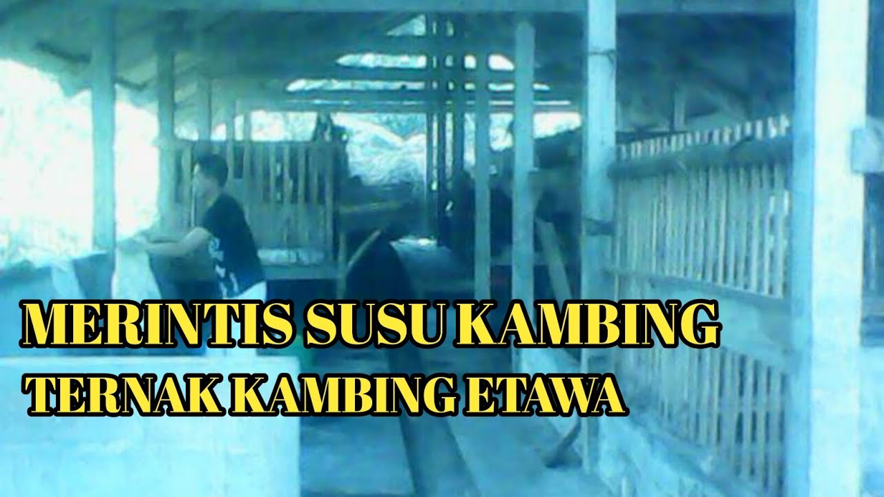 TERNAK KAMBING ETAWA PERTAMAKU 