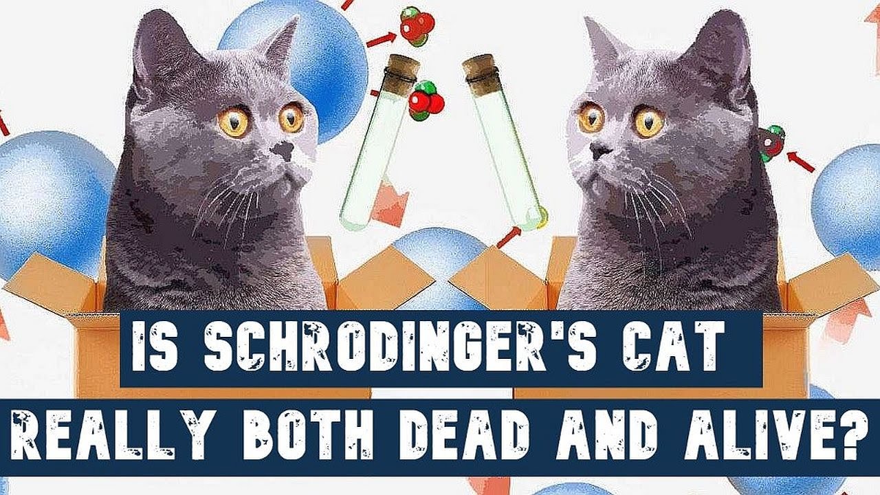 Is Schrodinger's Cat Really Both Dead and Alive - YouTube