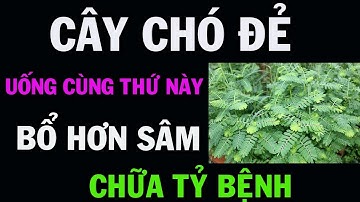 CÂY CHÓ ĐẺ ( DIỆP HẠ CHÂU ) SẮC NƯỚC UỐNG CÙNG VỚI THỨ NÀY BỔ HƠN SÂM, CHỮA TỶ BỆNH.