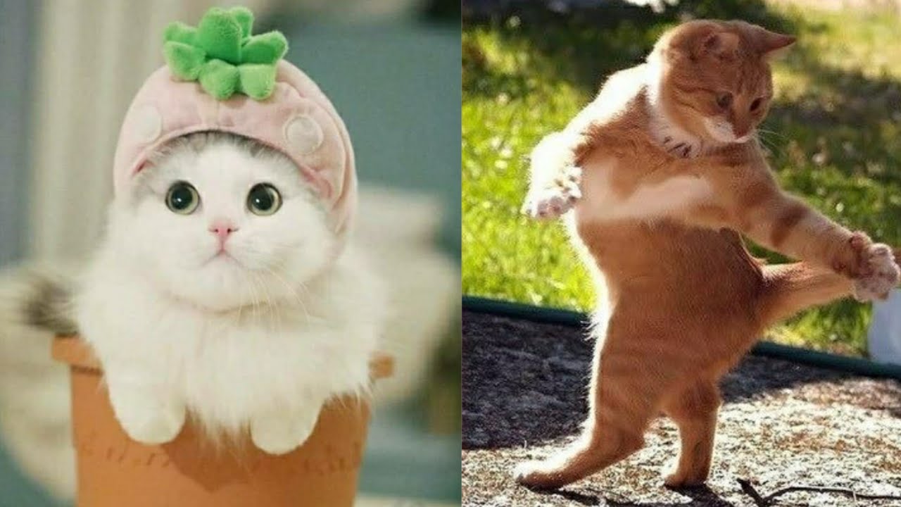 Funny Animals ⭐ Cute Cats and Dogs compilation #12 | Funny Boost - YouTube