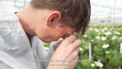 Een dagje mee met... Martijn Voorwinden, adviseur sierteelt bij Delphy