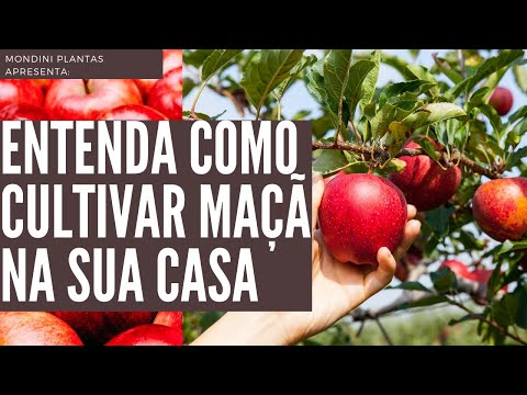 Entenda Como Cultivar