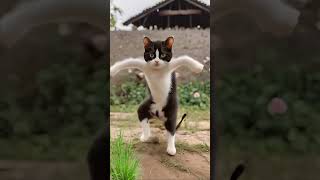 Cat Dance Motorcycle , Кошачий Танец На Мотоцикле ,