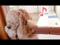 めっちゃ喋る犬
