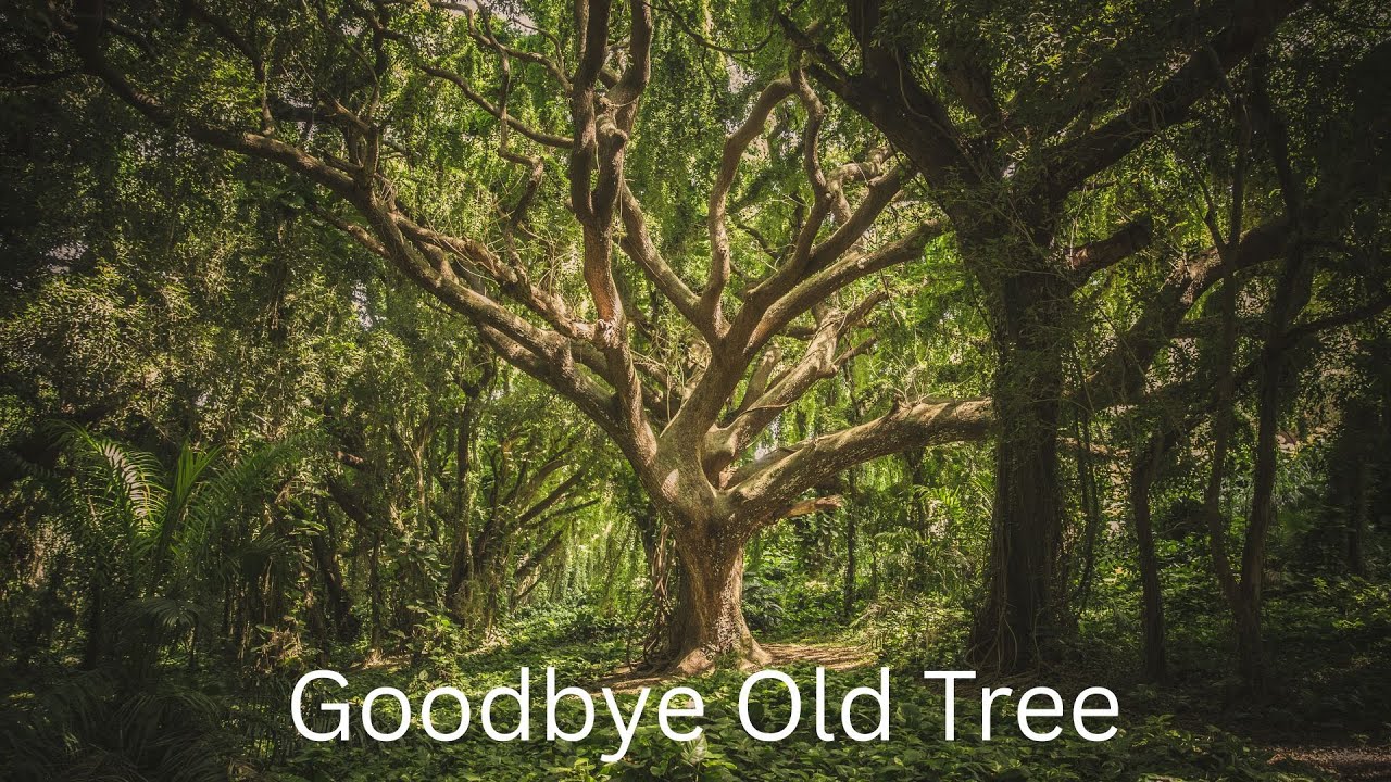 Goodbye Old Tree|Roots Remember|Branches of Memory - YouTube