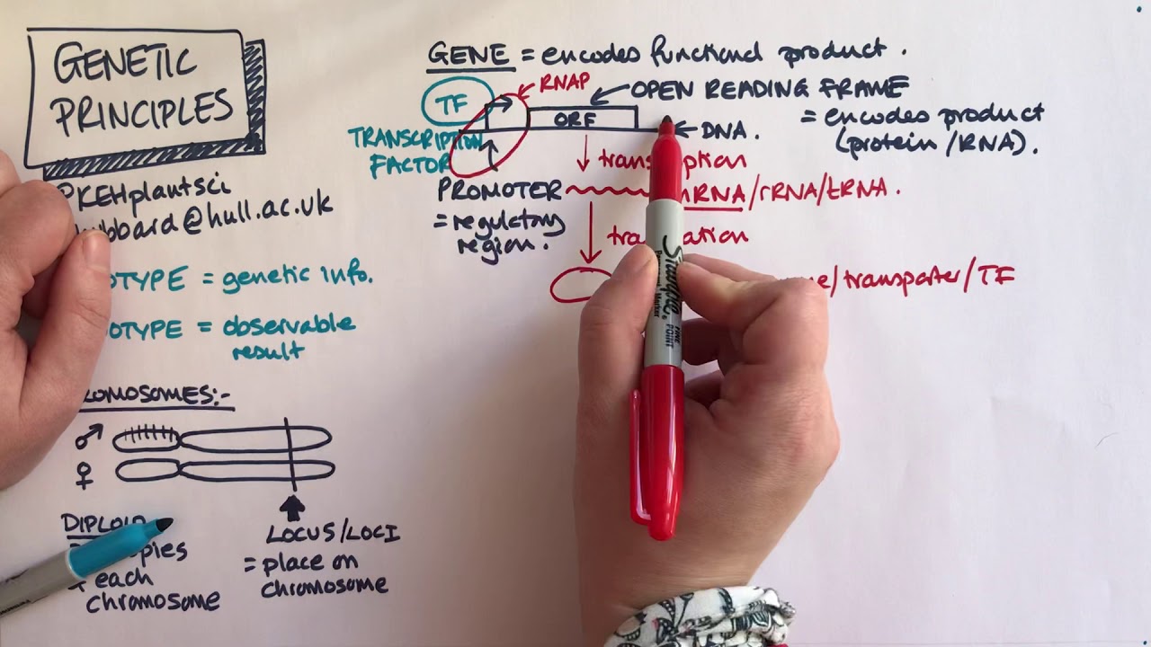 Принципы генетики