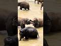 Elephant Couple Having a Romantic Chat While Bathing 🥰😍💑