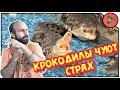 ЧУЮТ ЛИ КРОКОДИЛЫ СТРАХ ЧЕЛОВЕКА?