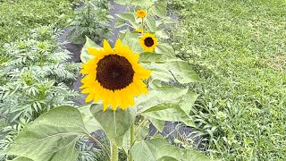 Tuesday Morning Walk turned mini-Garden tour zone 8b