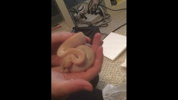 Underground Reptiles Ball Python Unboxing