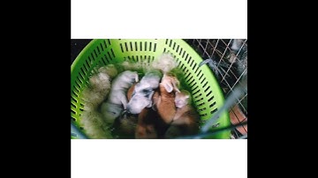 Rabbit Farming 101